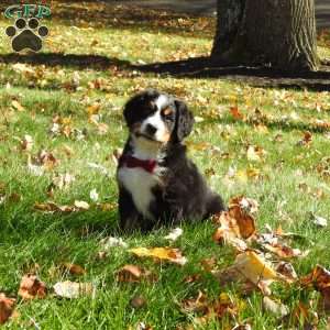Braxton, Bernese Mountain Dog Puppy